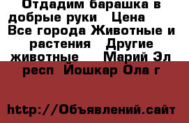 Отдадим барашка в добрые руки › Цена ­ 1 - Все города Животные и растения » Другие животные   . Марий Эл респ.,Йошкар-Ола г.